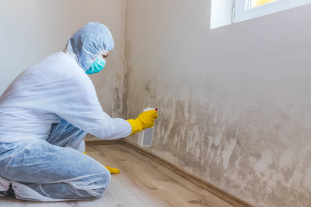 Licensed Basement Mold Remediation service in Neshanic Station, NJ - Mold Remediation HQ
