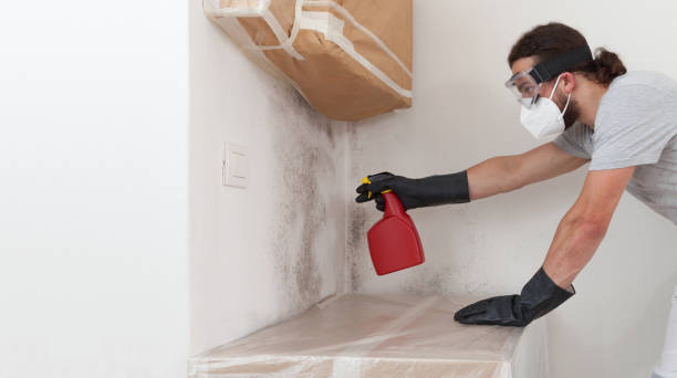 Professional Basement Mold Remediation technician working in Neshanic Station, NJ