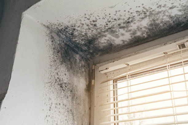 Affordable Basement Mold Remediation solutions in Neshanic Station, NJ
